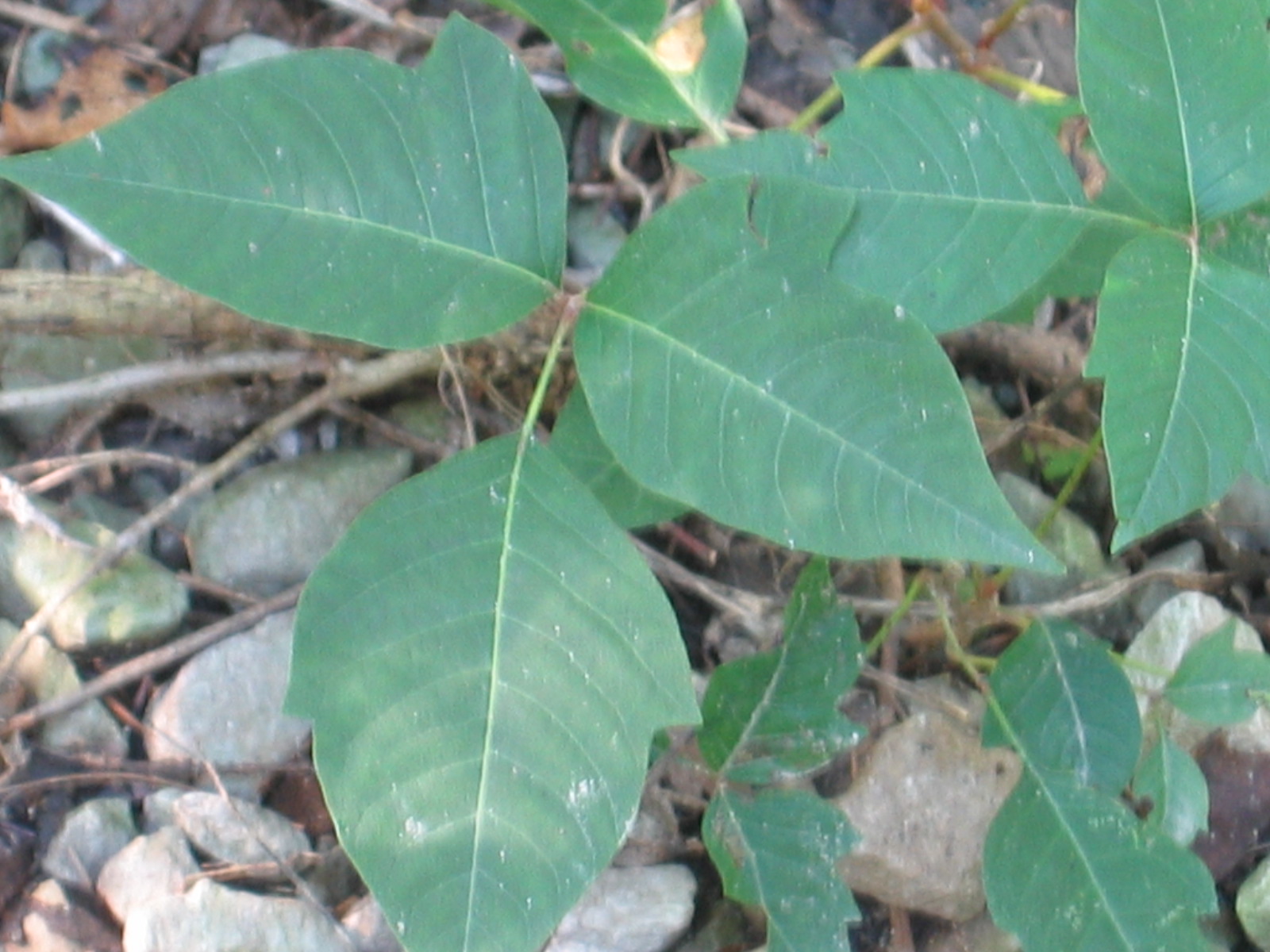 poison ivy plant pictures